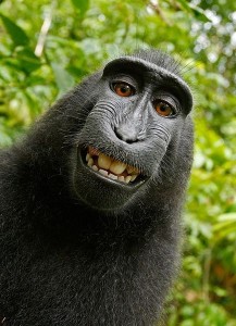 naruto-the-macaque-monkey